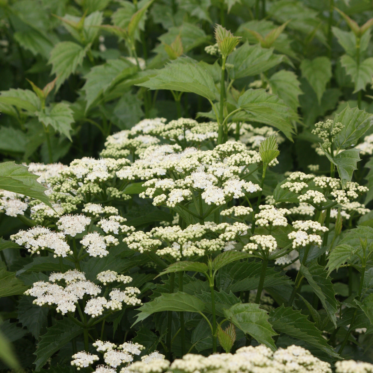 Viburnum den. Blue Muffin® PW