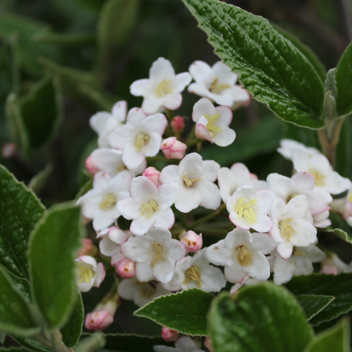 Viburnum burkwoodii