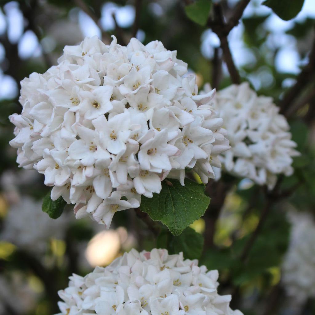 Viburnum carlesii