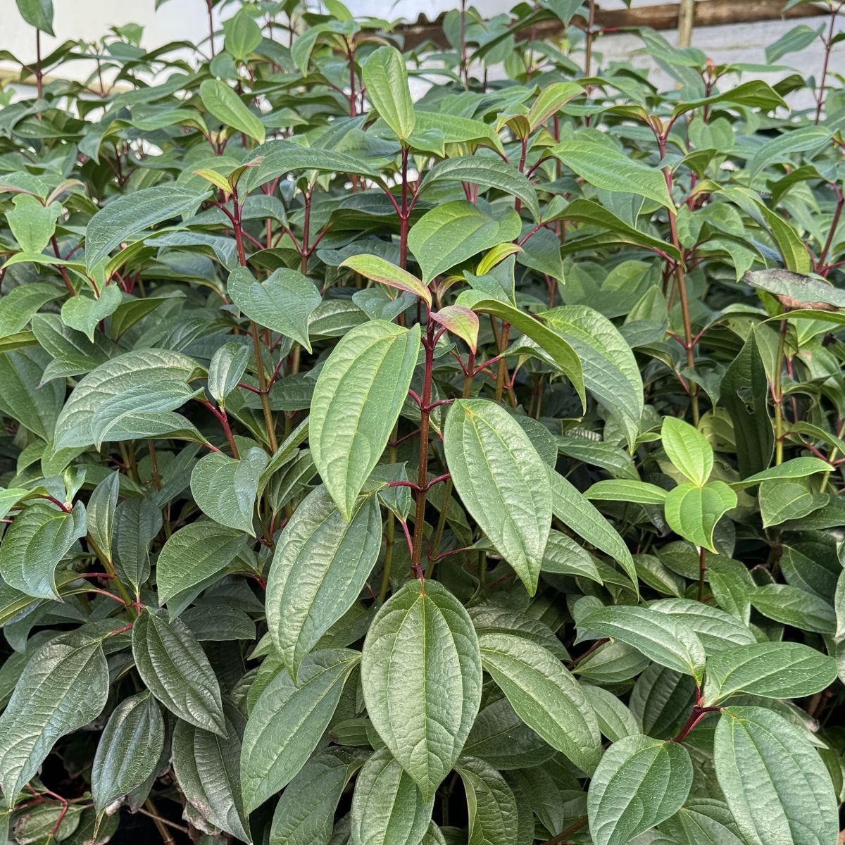Viburnum cinnamomifolium