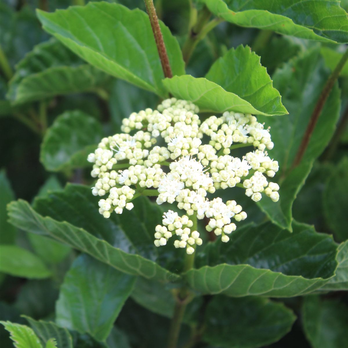 Viburnum den. 'Chicago Luster'®