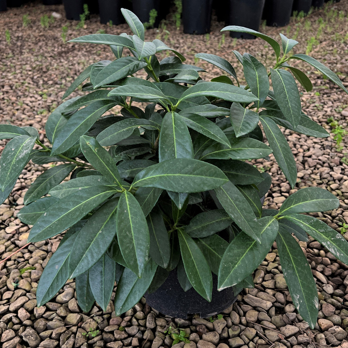 Prunus laur. 'Mt. Vernon'