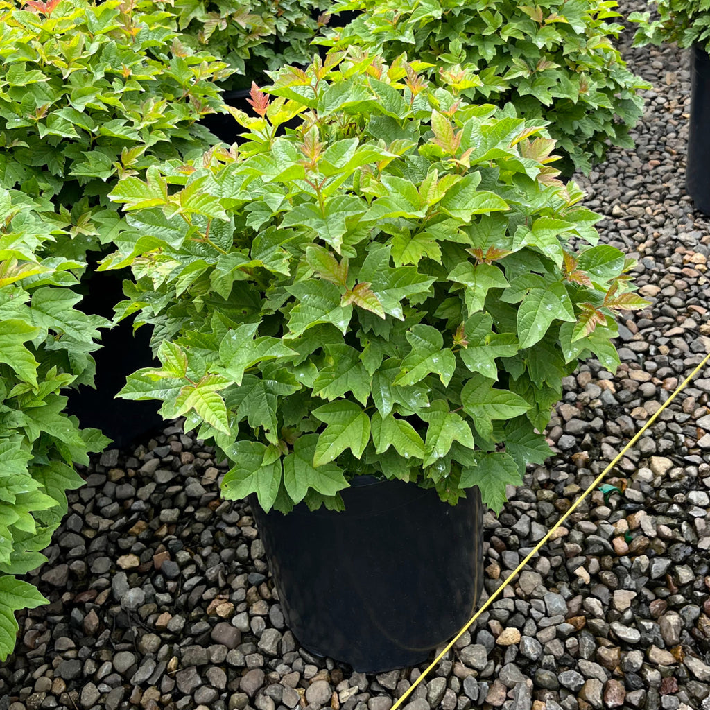 Viburnum opulus 'Nanum'