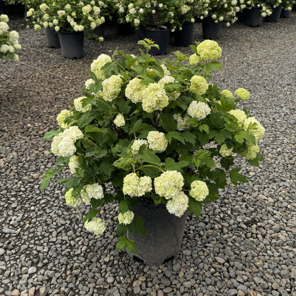 Viburnum opulus 'Sterile'