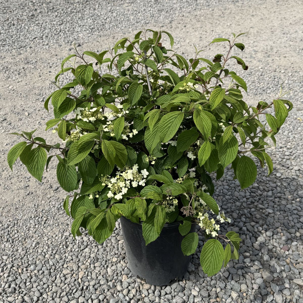 Viburnum p.t. 'Mariesii'