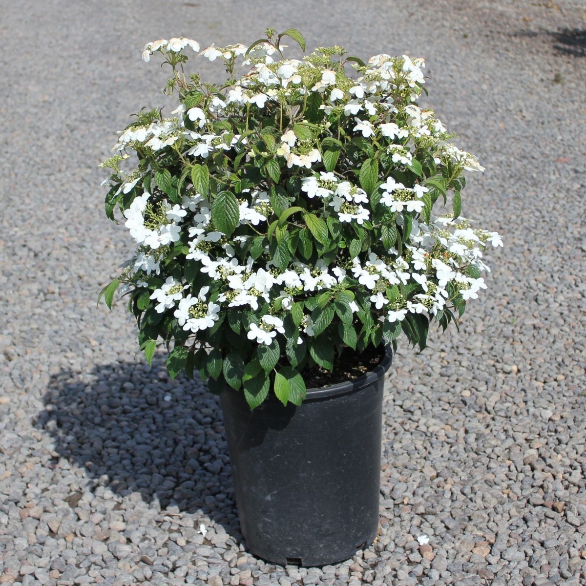 Viburnum p.t. 'Summer Snowflake'