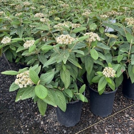 Viburnum rhytidophyllum 'Allegheny'
