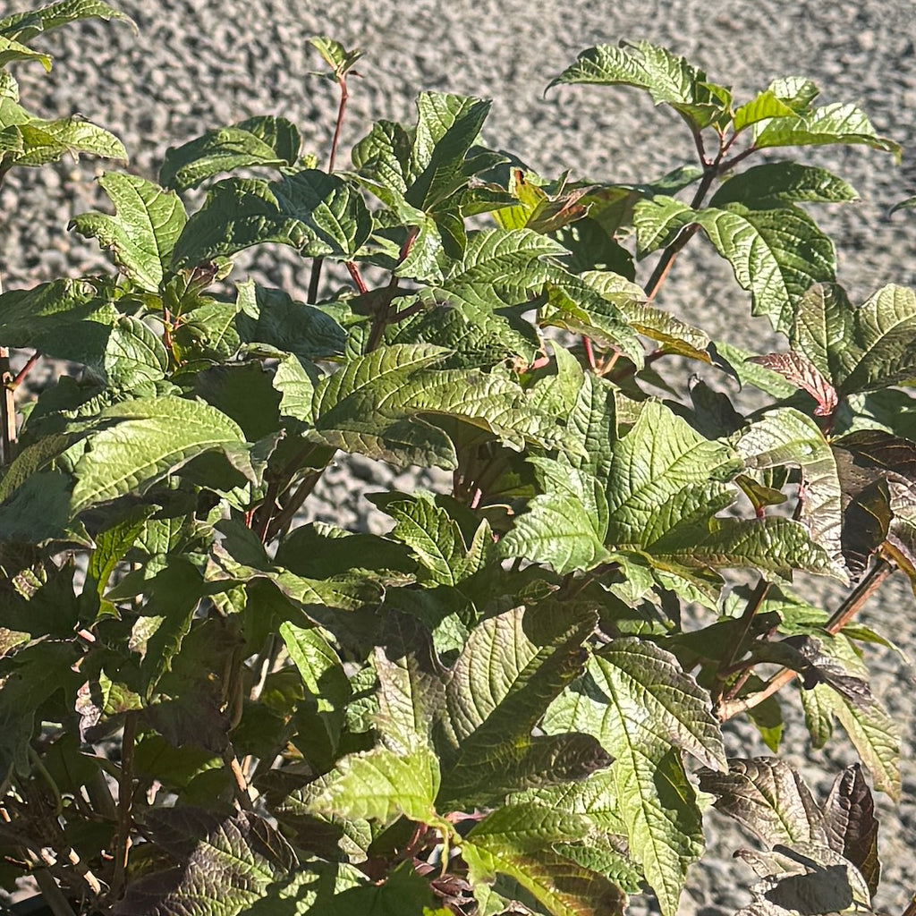 Viburnum tinus 'Compactum'