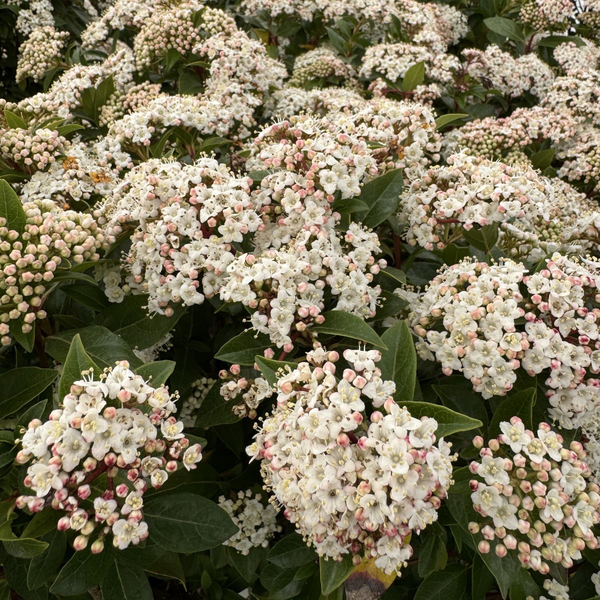 Viburnum 'Robustum'