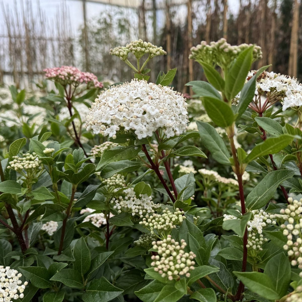 Viburnum tinus 'Spring Bouquet'