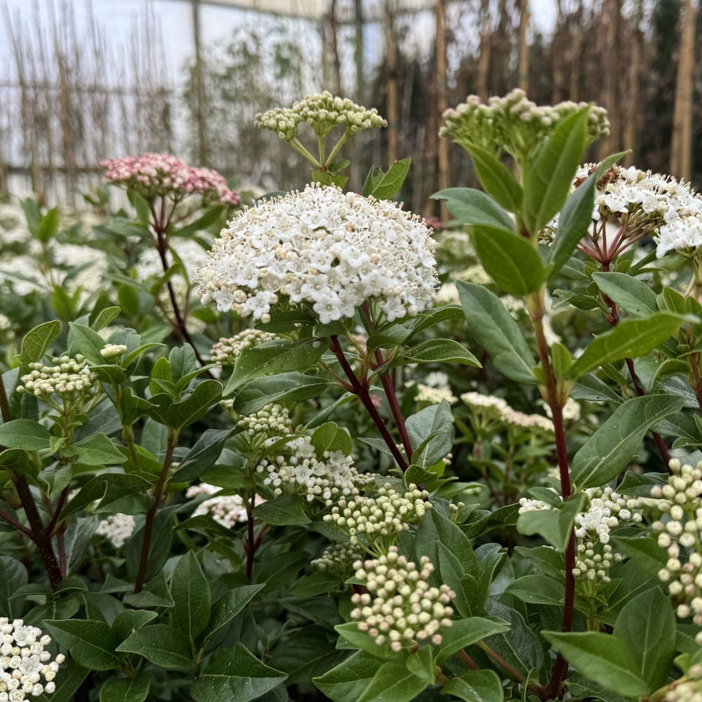 Viburnum tinus 'Spring Bouquet'