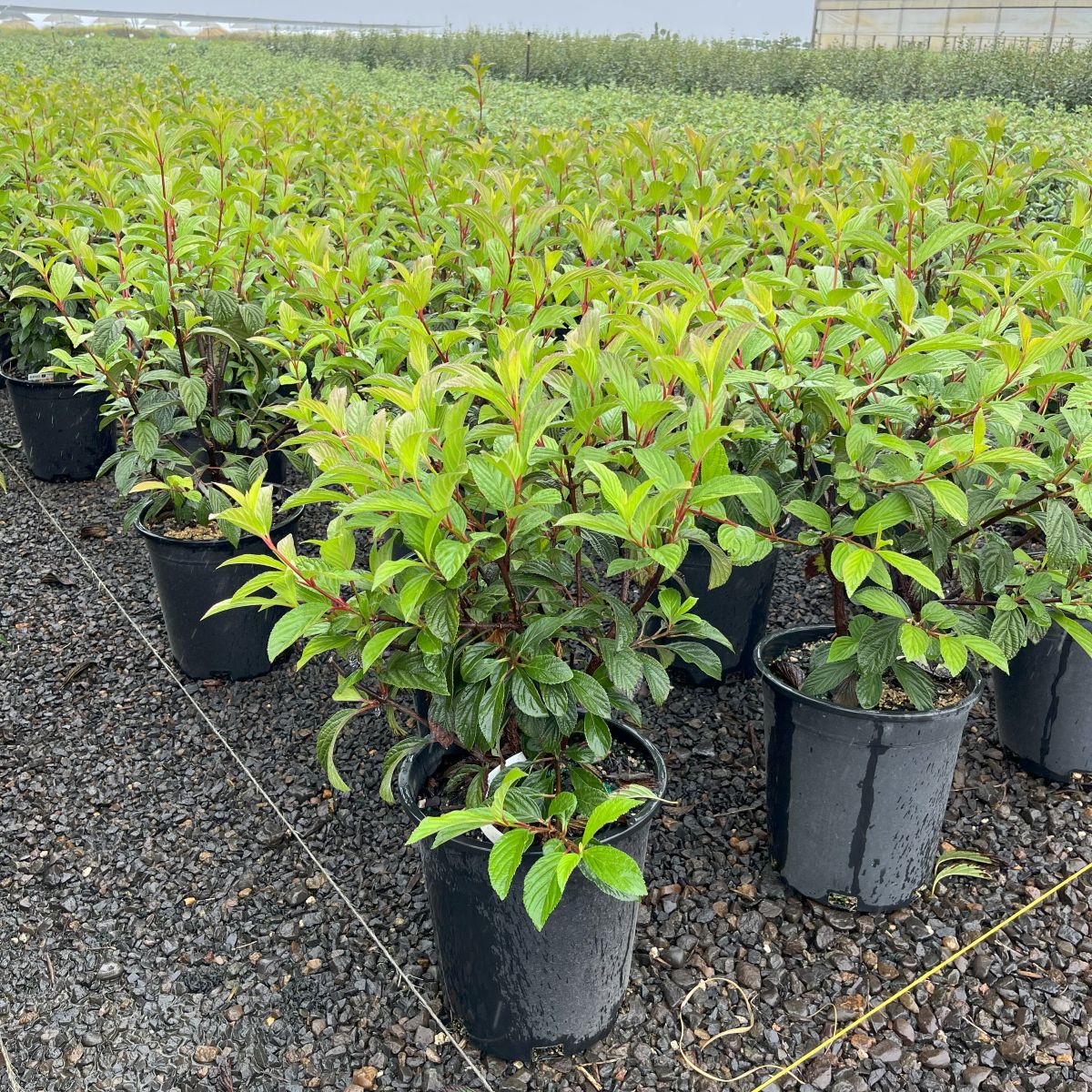 Viburnum x bod. 'Pink Dawn' (pink, fragrant)