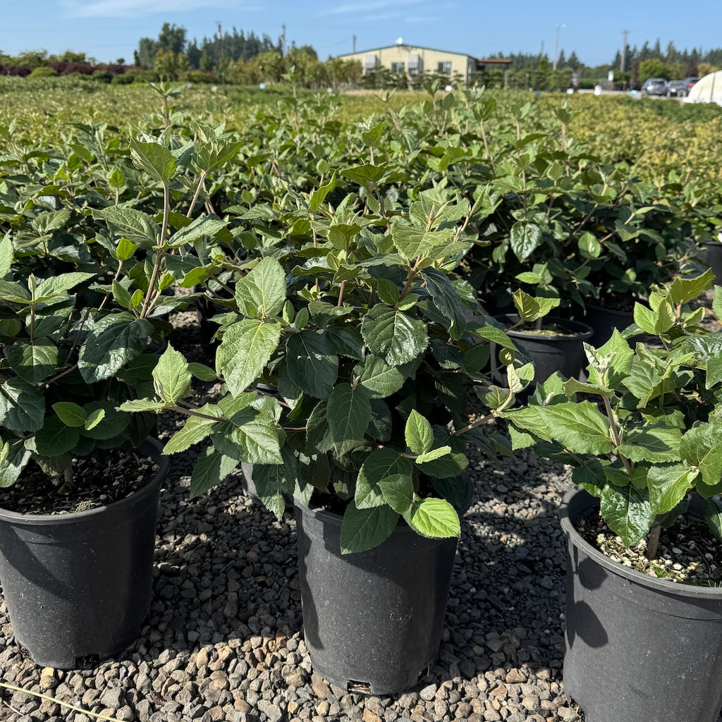 Viburnum x carlcephalum