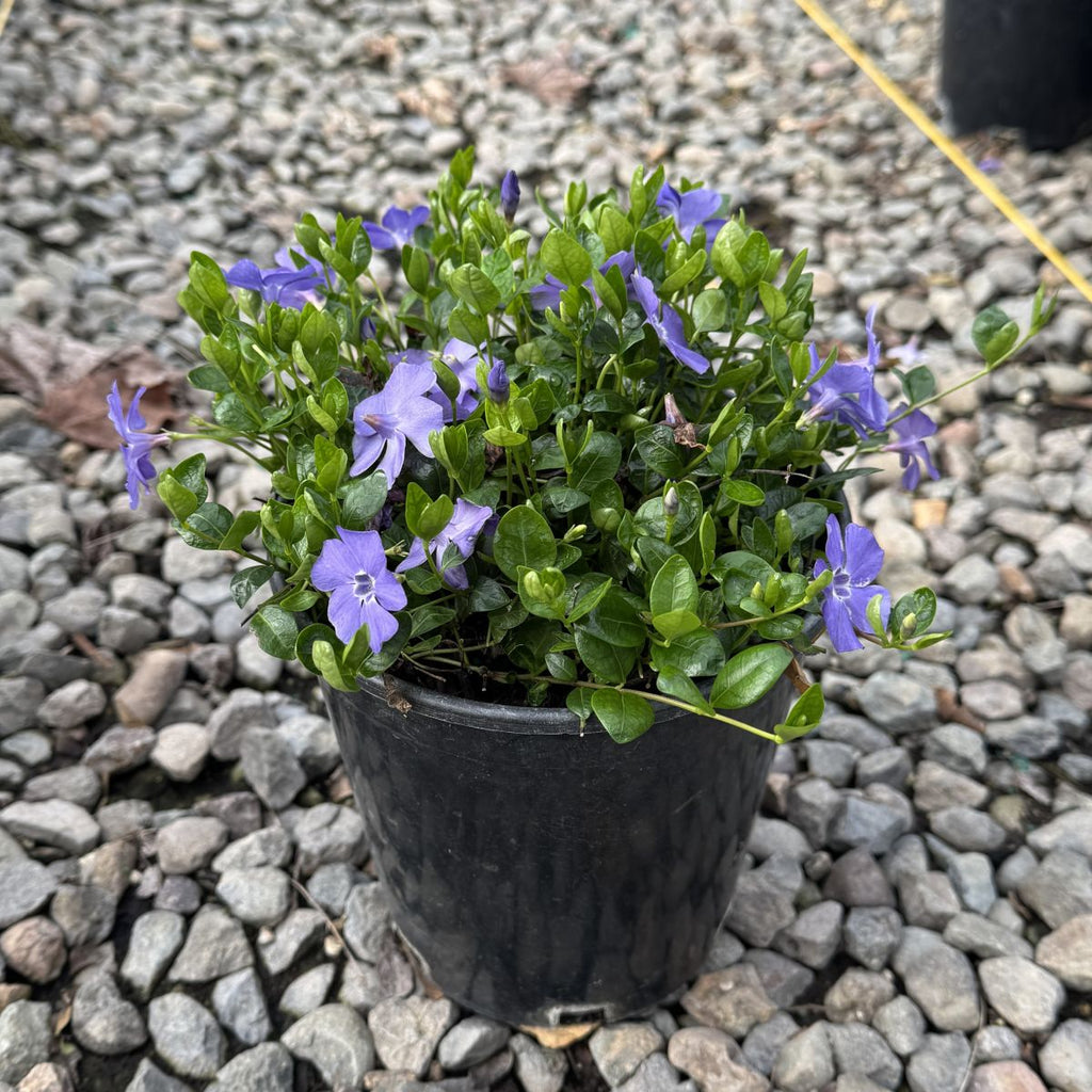 Vinca minor 'Bowles'