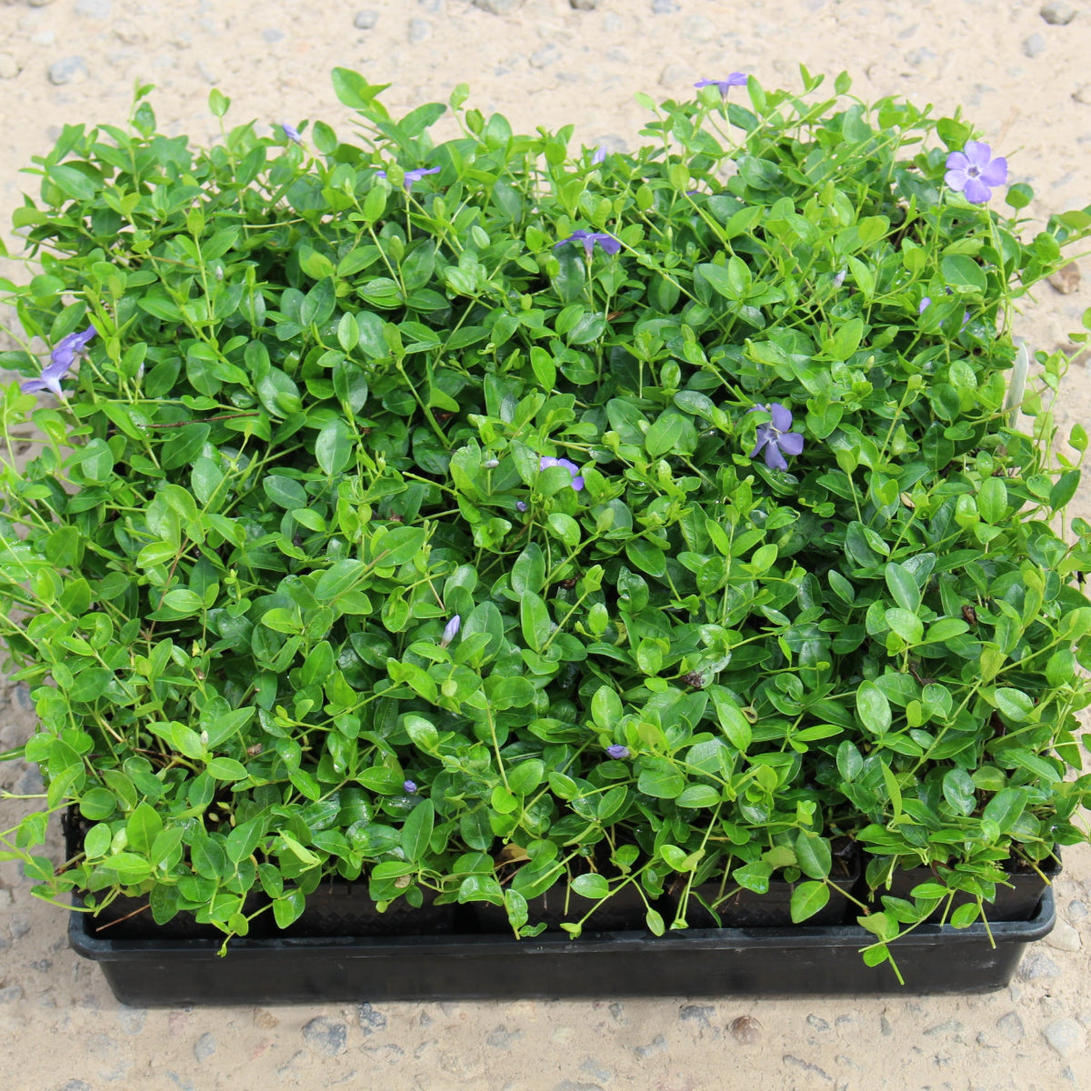 Groundcover, Vinca minor 'Bowles'- 25 per flat