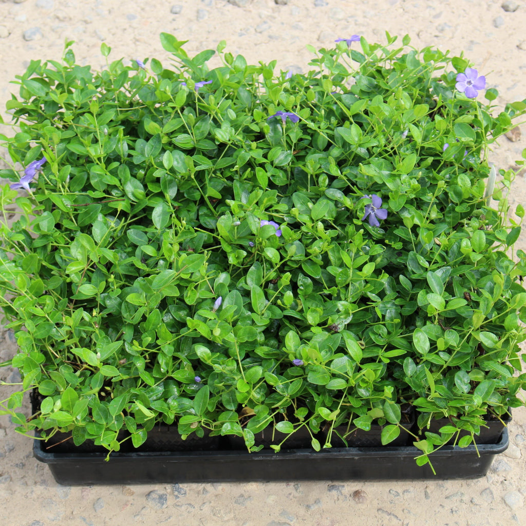 Groundcover, Vinca minor 'Bowles'- 25 per flat