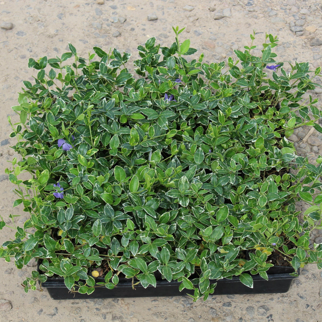 Groundcover, Vinca minor 'Ralph Shugert'- 25 per flat