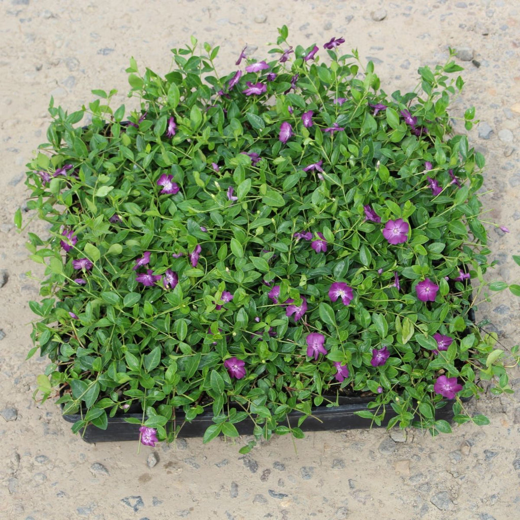Groundcover, Vinca minor 'Wine'- 25 per flat