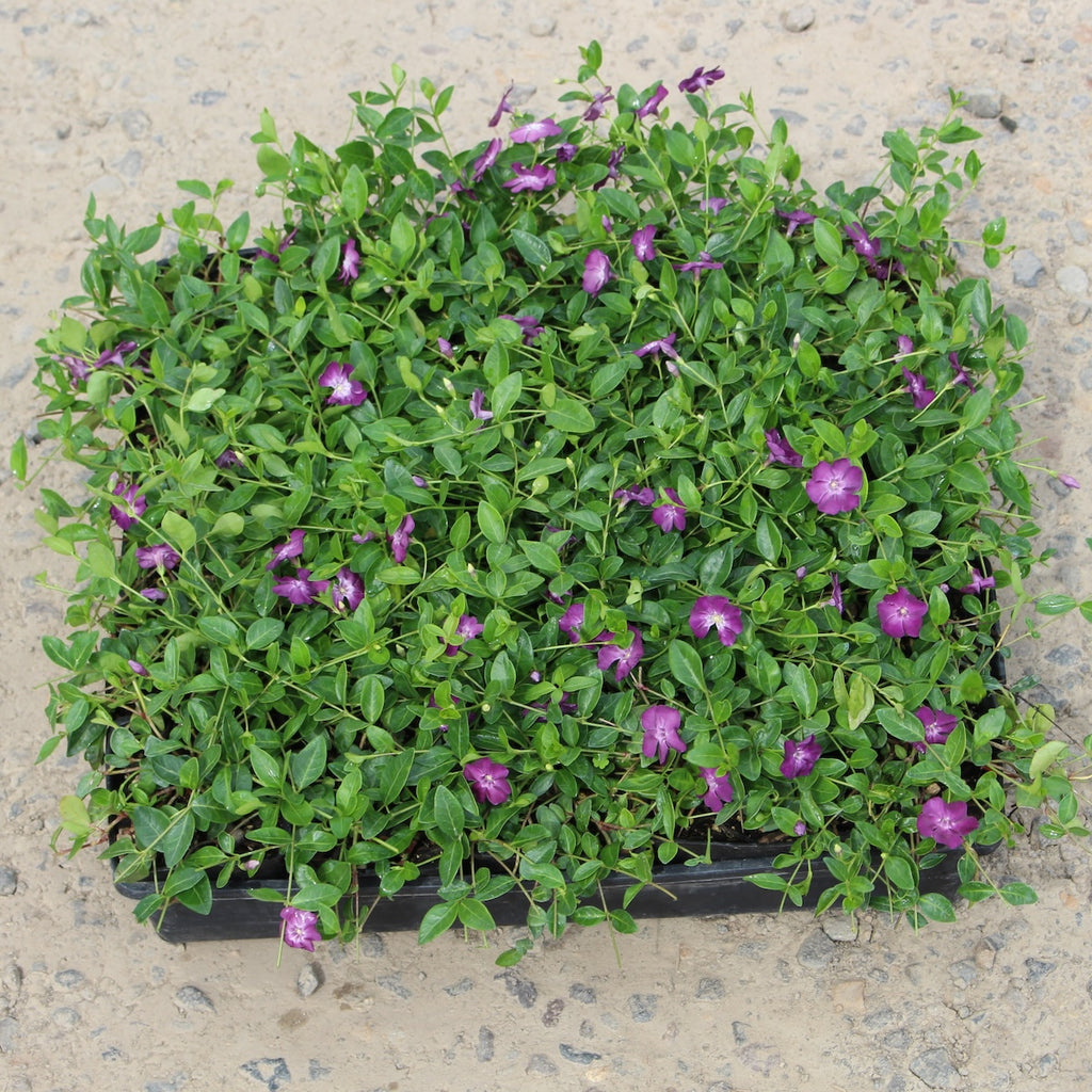 Vinca minor 'Wine' (Atropurpurea)