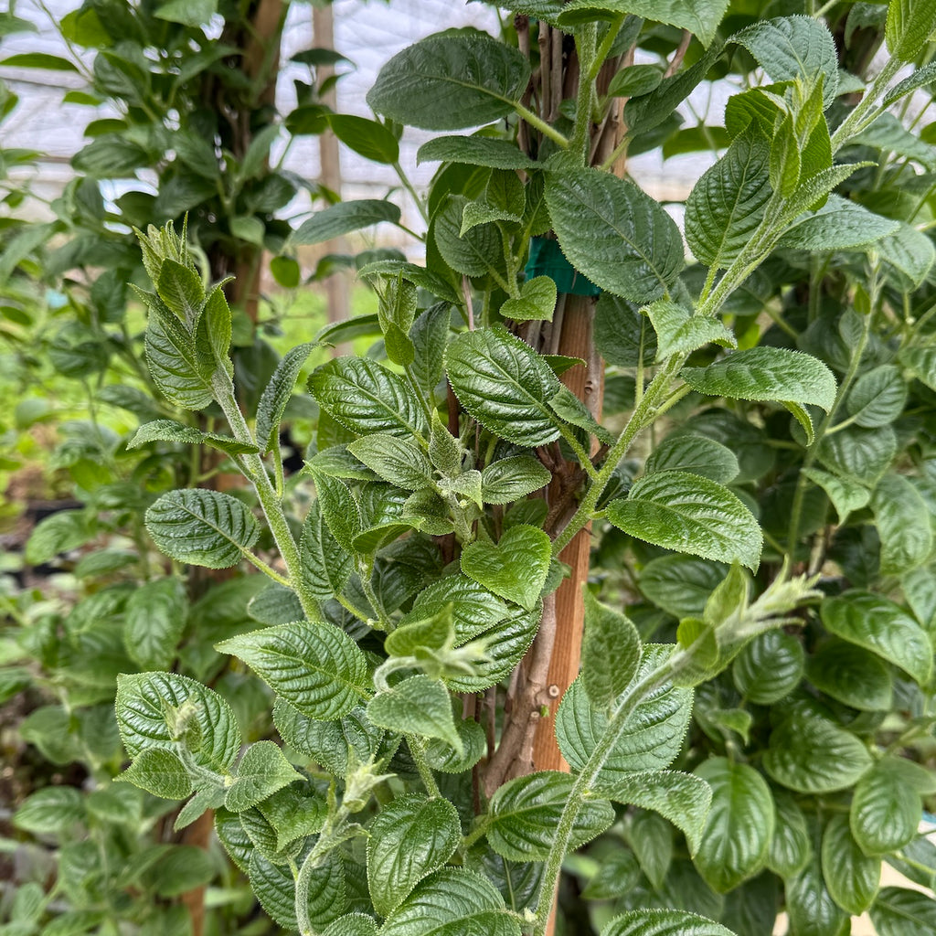 Fruit, Kiwi 'Issai' (self-fertile)