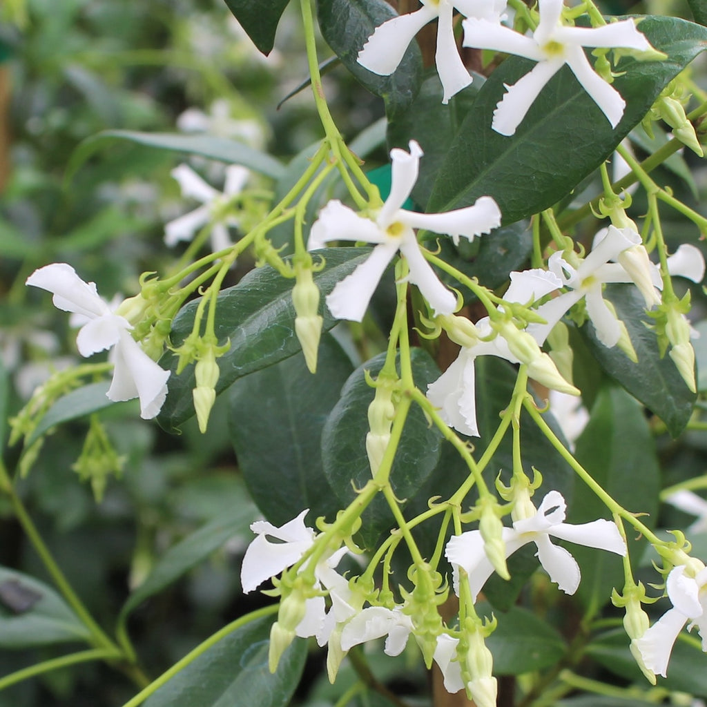 VINE Trachelospermum jasminoides, Shrub Form