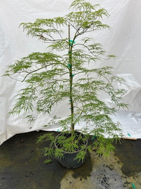 Acer pd. 'Waterfall'