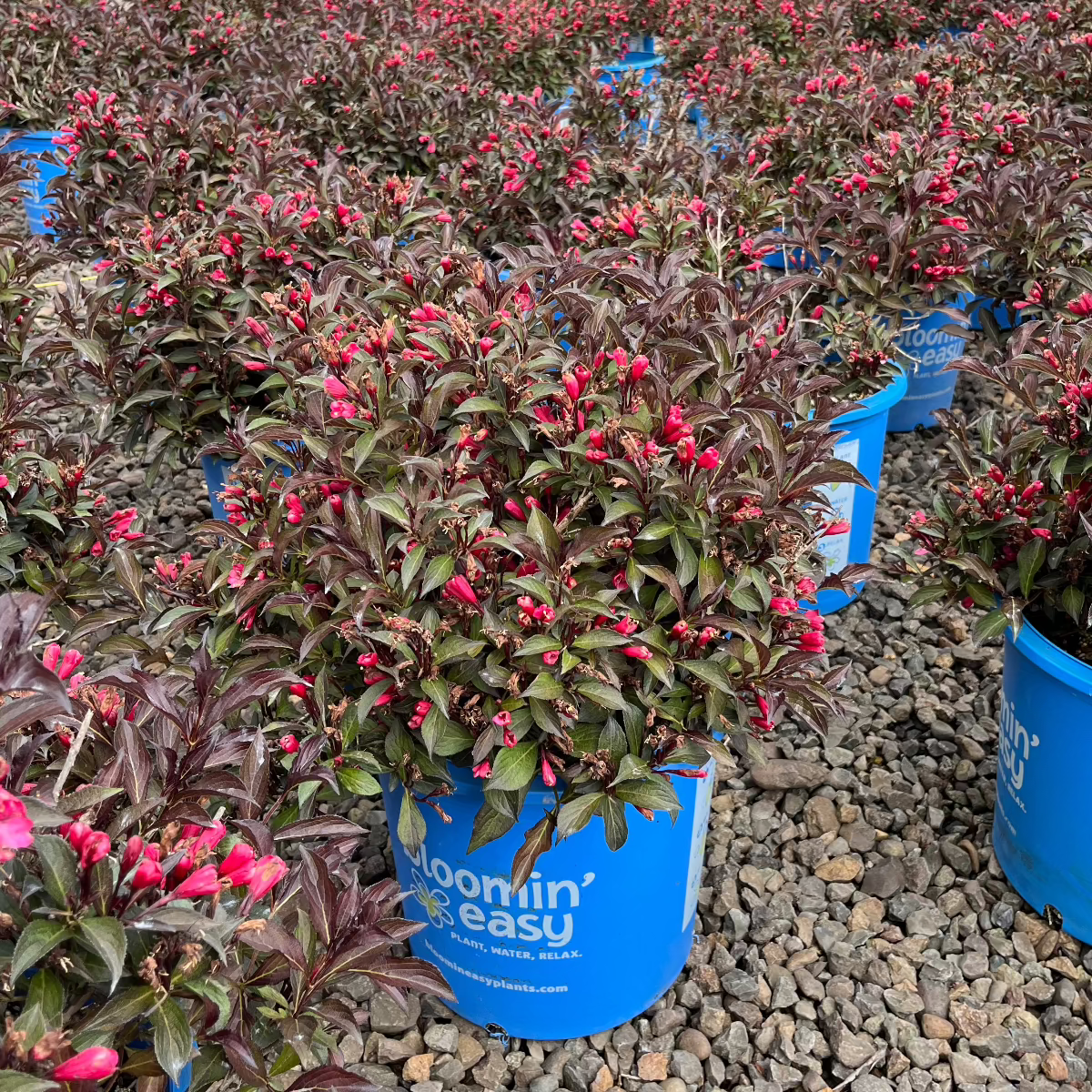 Weigela x DATE NIGHT™ ELECTRIC LOVE™ BE PPAF