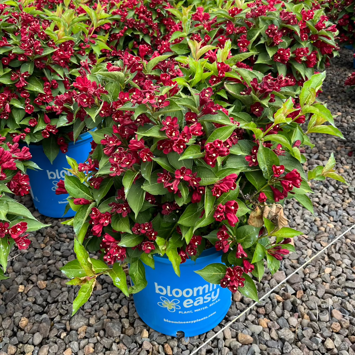 Weigela x DATE NIGHT™ MAROON SWOON™ BE PP26841