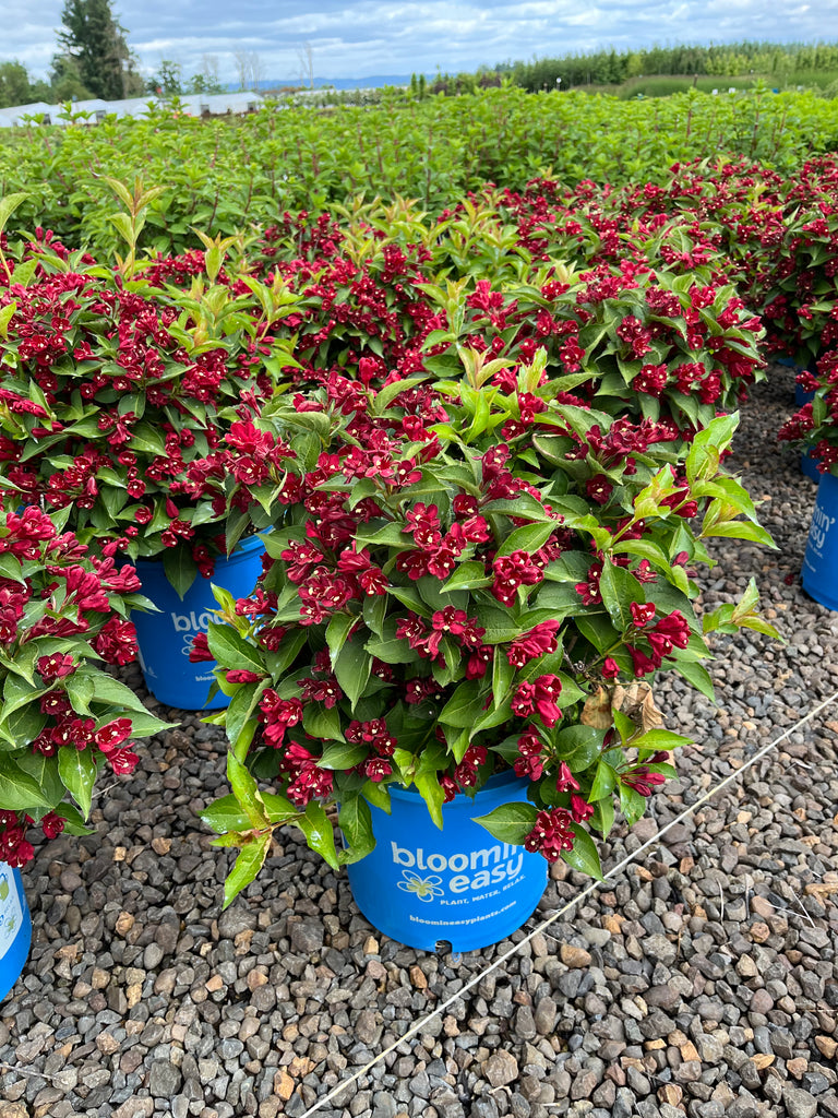 Weigela x DATE NIGHT™ MAROON SWOON™ BE PP26841