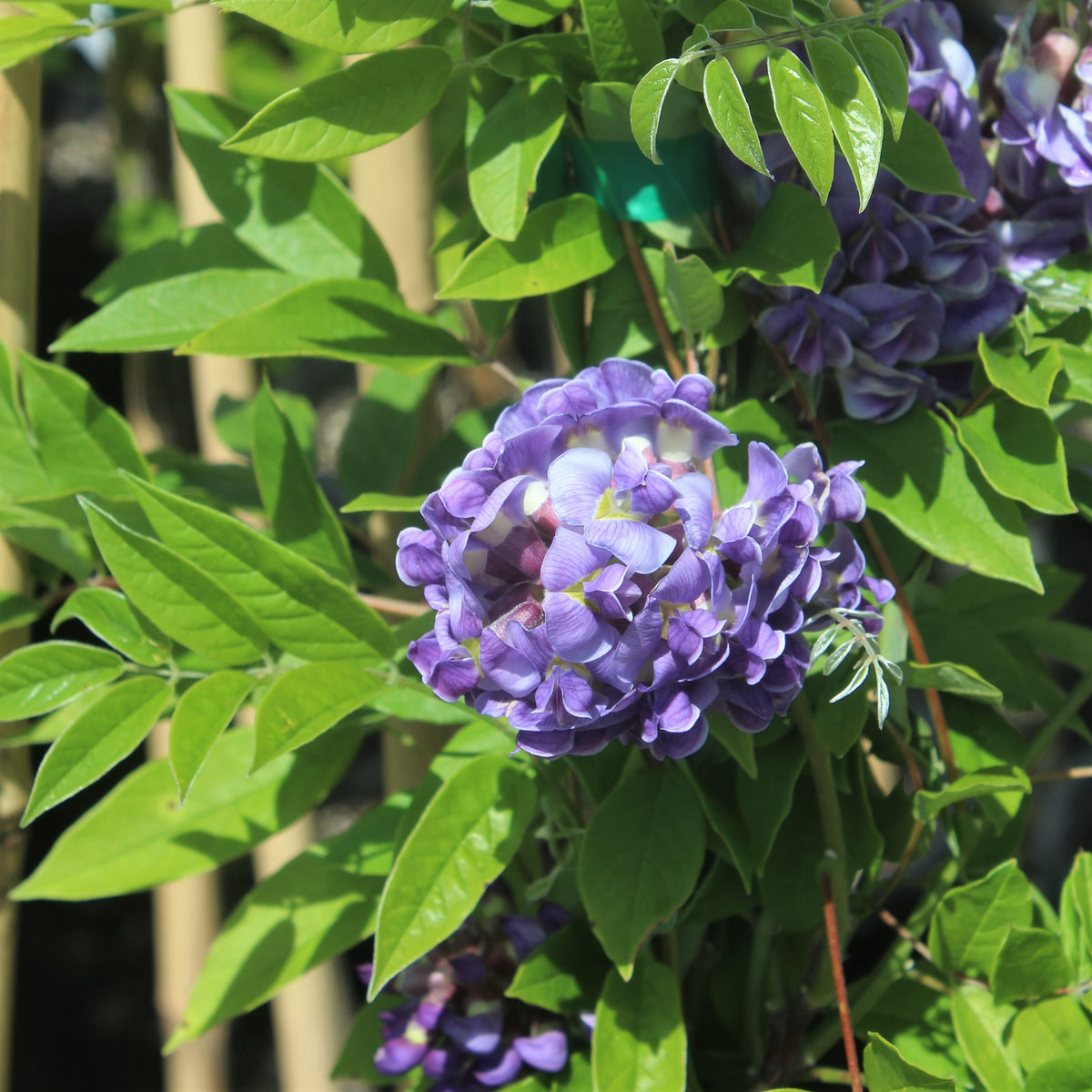 VINE Wisteria fr. 'Amethyst Falls'