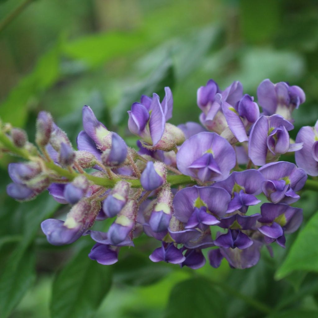 VINE Wisteria macrostachya 'Aunt Dee' (lilac-blue)
