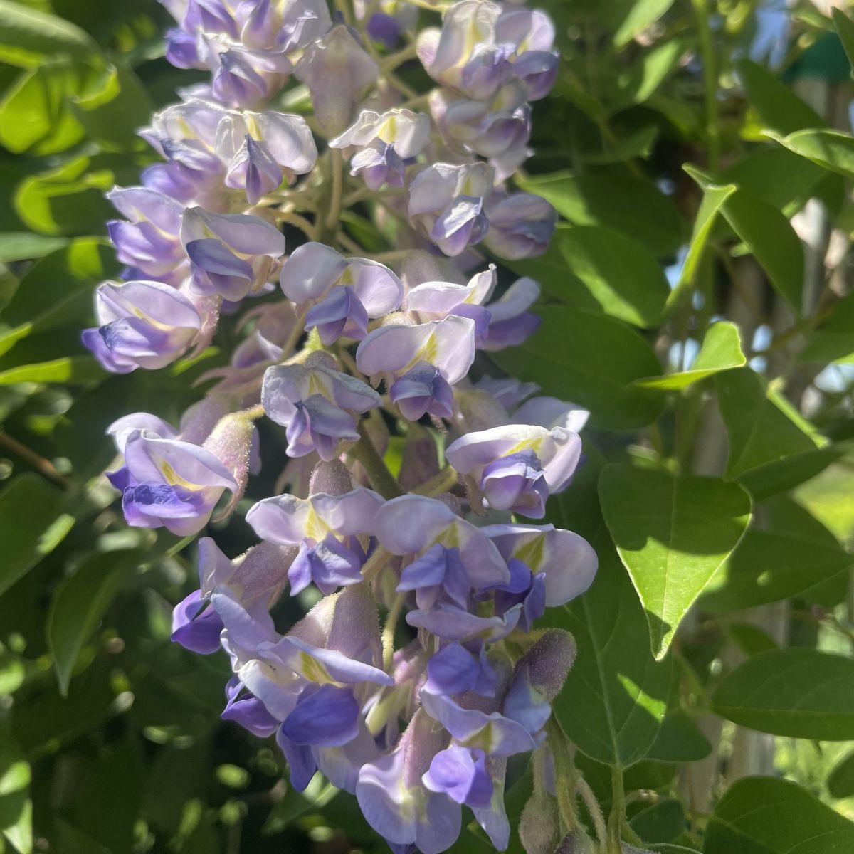 VINE Wisteria macrostachya 'Blue Moon'