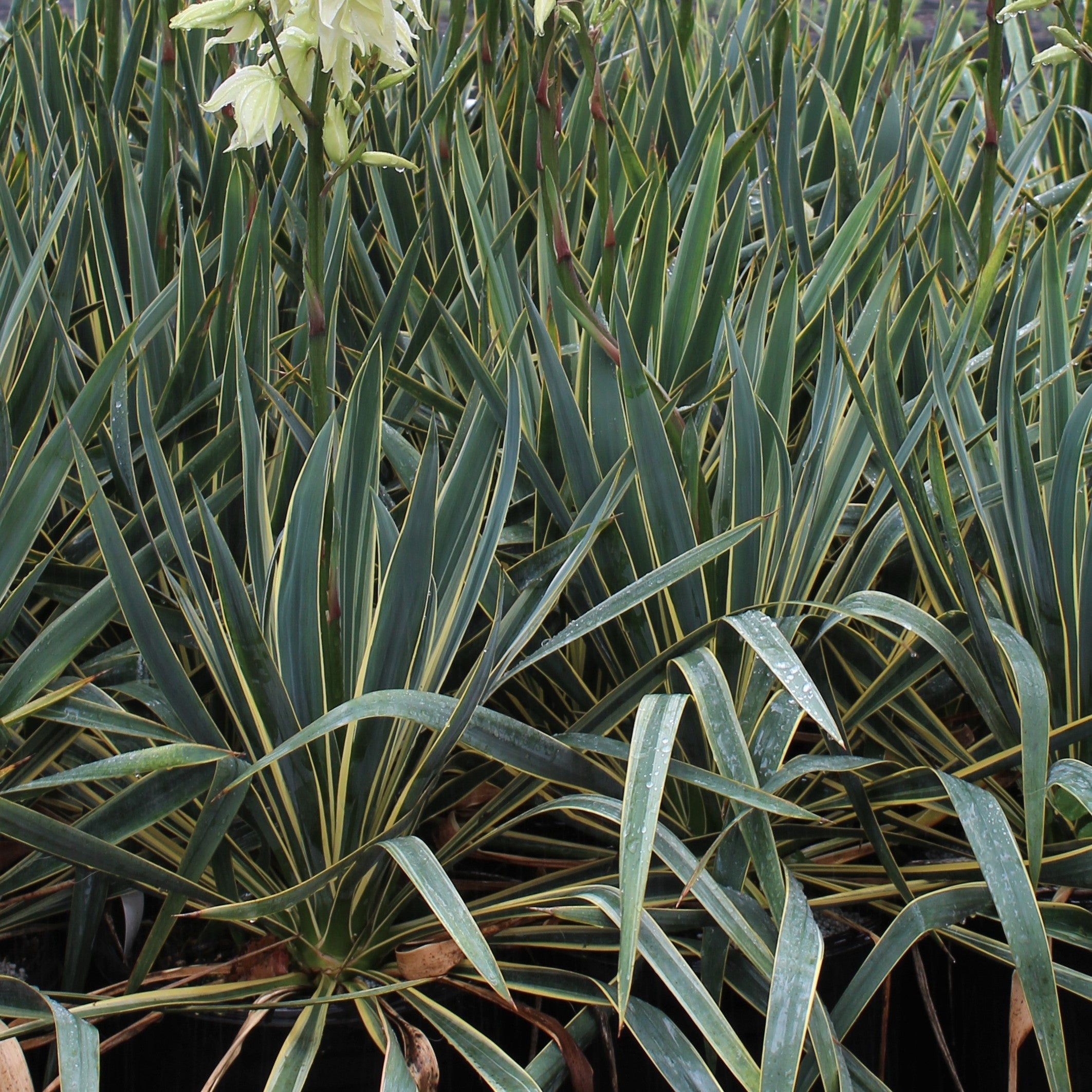 Yucca fil. 'Bright Edge' (variegated) – Loen Nursery, Inc.