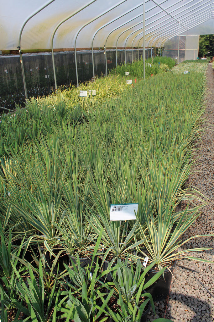 Le Yucca’s 楽天市場】【550円OFFクーポン対象】レユッカス Le Yucca's U