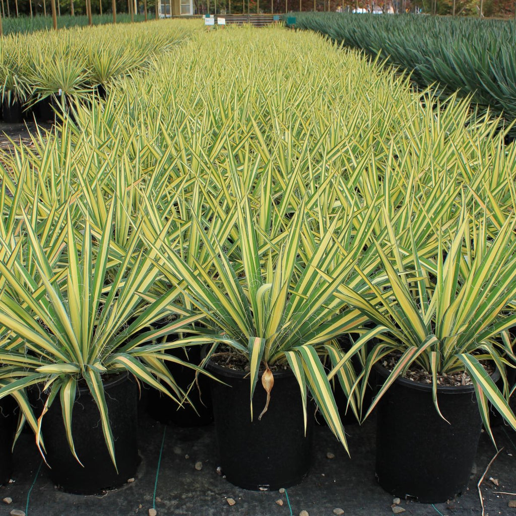 Yucca fil. 'Color Guard' (variegated)