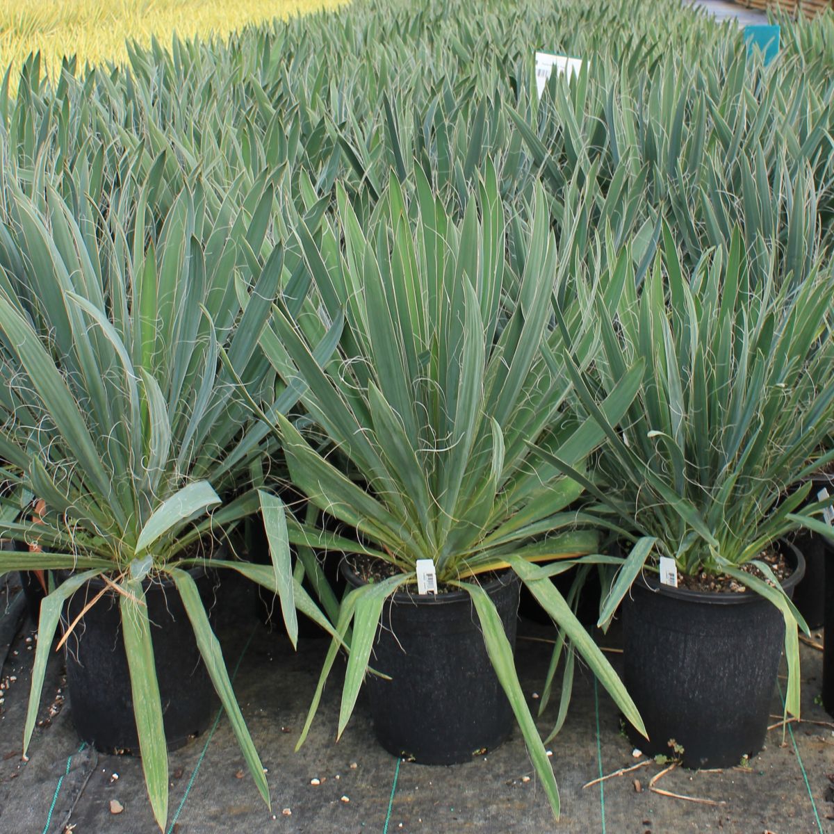 Yucca fil. 'Ivory Tower'