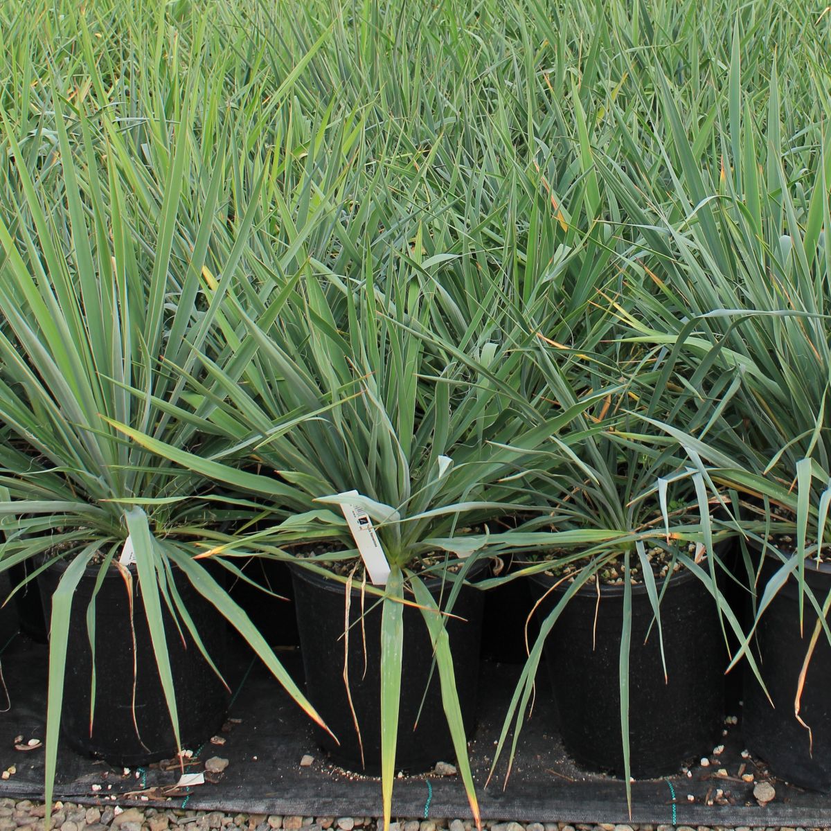 Yucca filamentosa