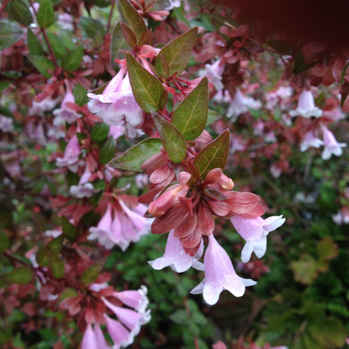 Abelia x gr. 'Edward Goucher' (pink)