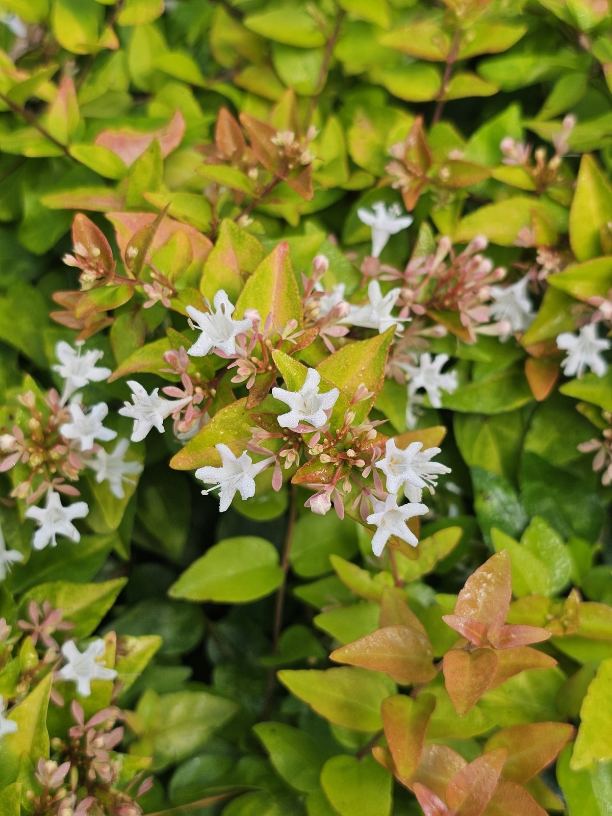 Abelia x gr. 'Peach Perfection®' PP30954