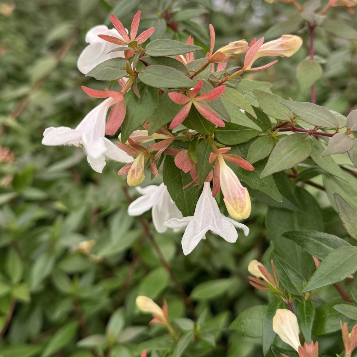 Abelia x gr. ‘White Marvel’ (white)