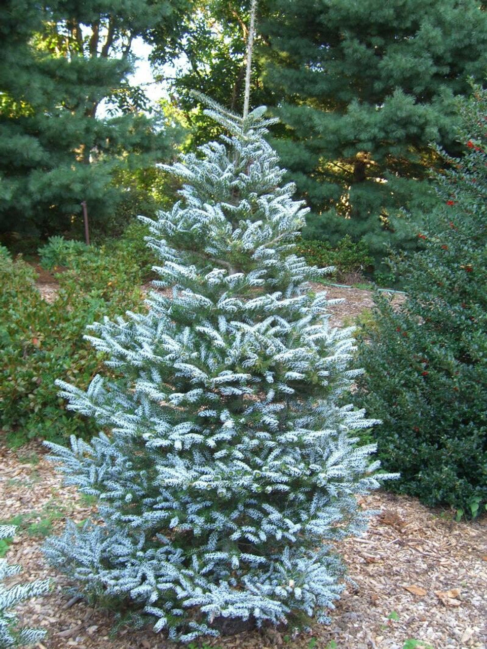 Abies koreana 'Horstmann's Silberlocke'