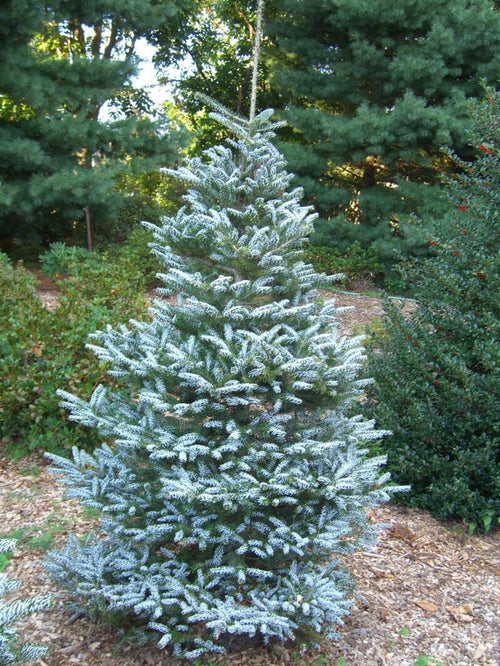 Abies koreana 'Horstmann's Silberlocke'