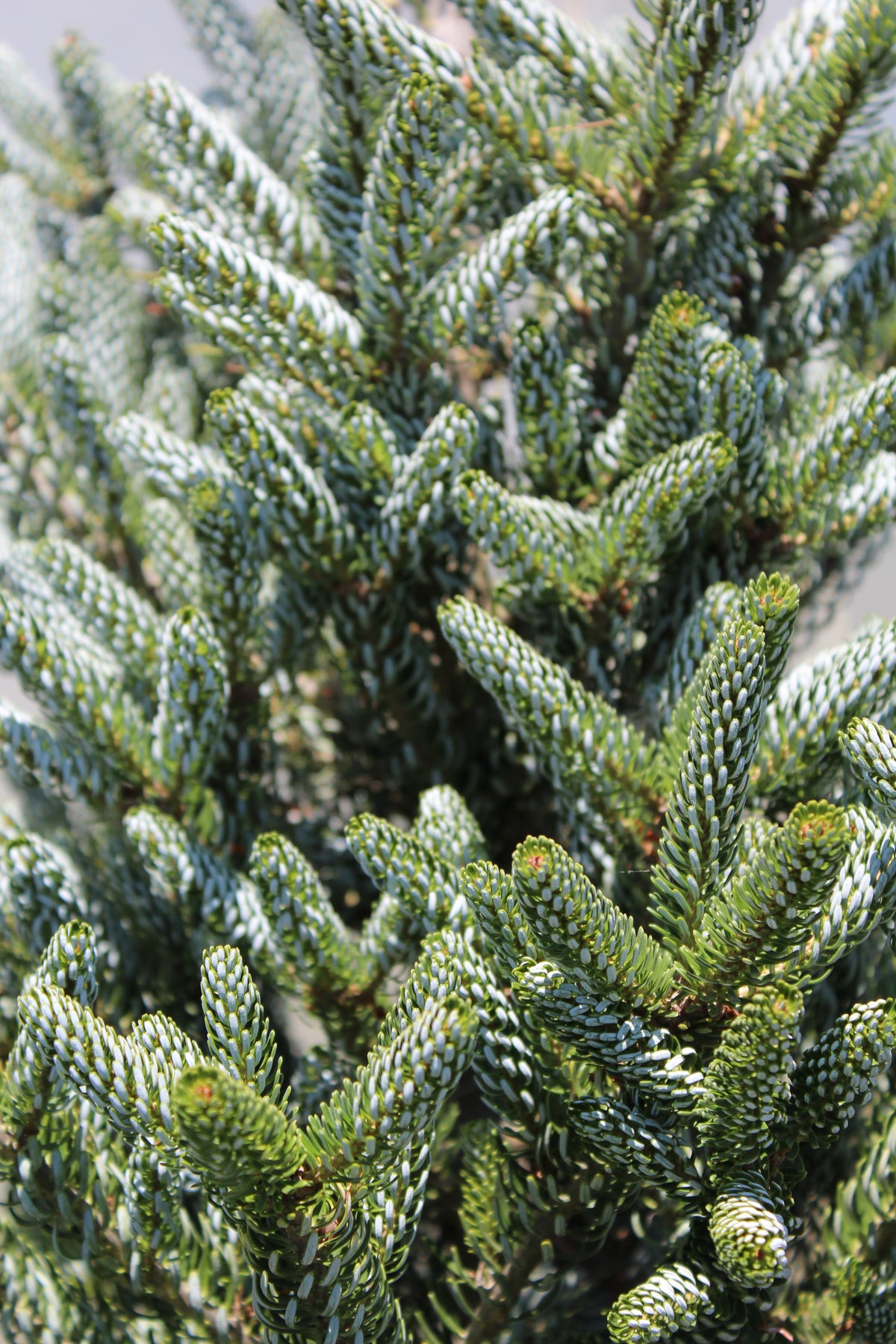 Abies koreana 'Horstmann's Silberlocke'