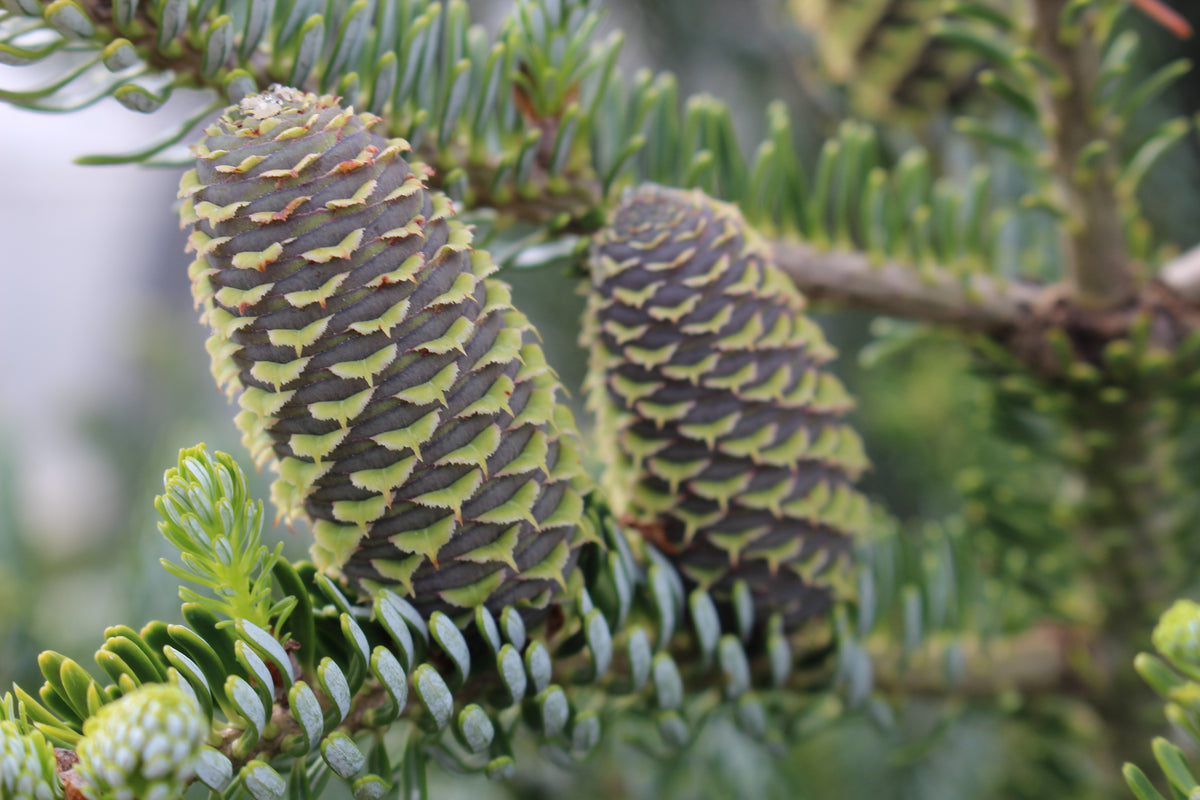 Abies koreana 'Horstmann's Silberlocke'
