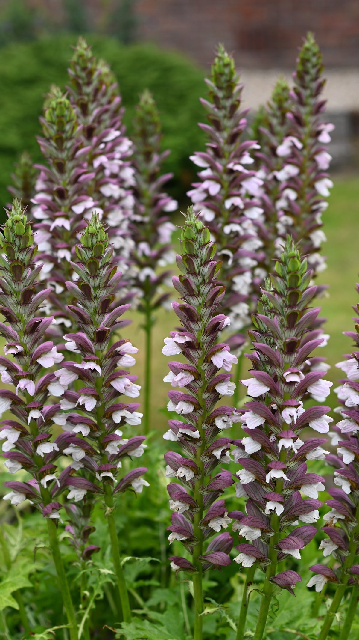 Acanthus mollis