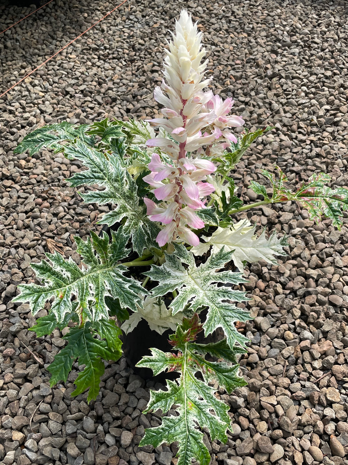 Acanthus 'Whitewater' PP23342