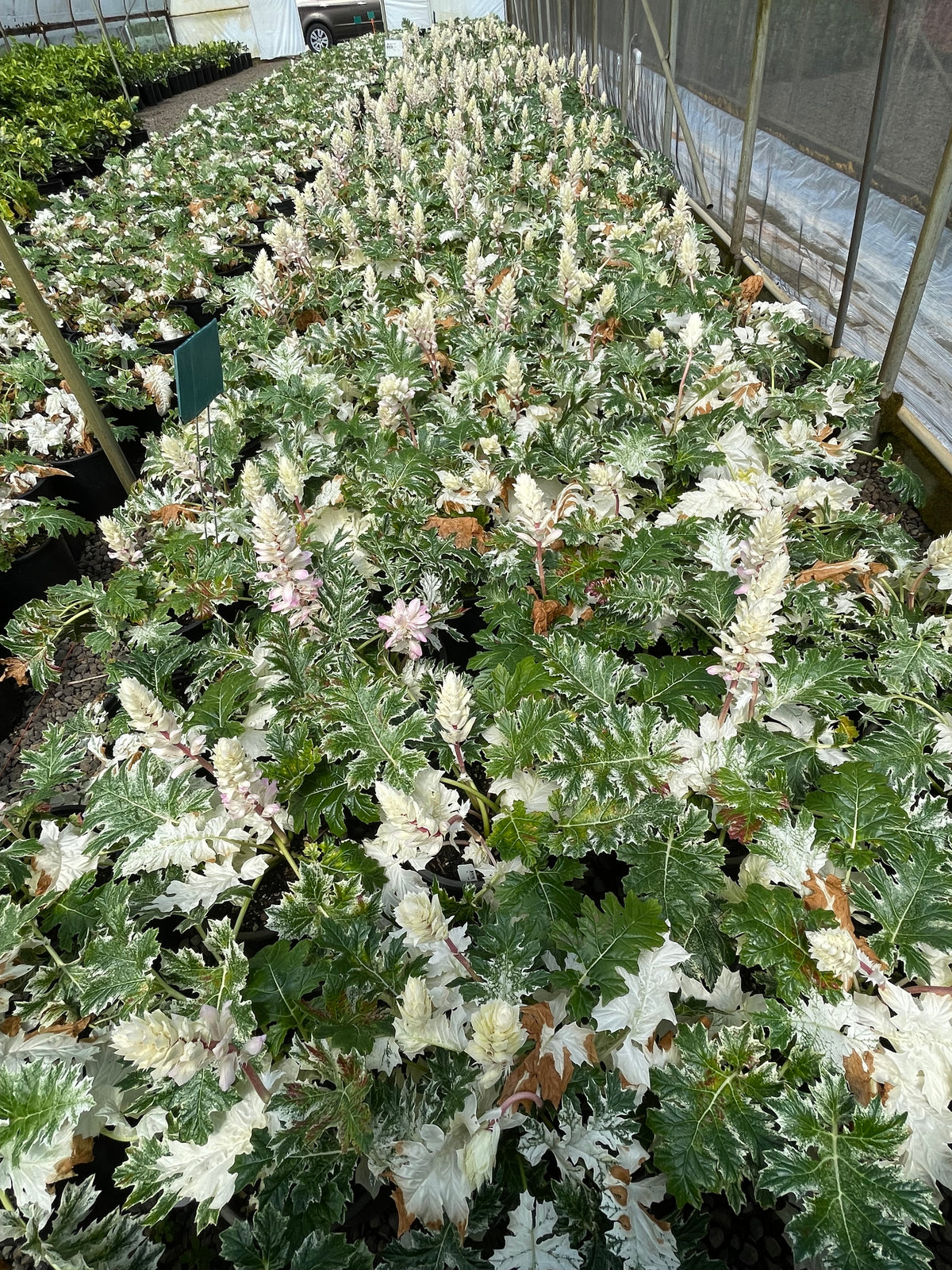 Acanthus 'Whitewater' PP23342