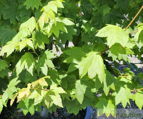 Acer circinatum