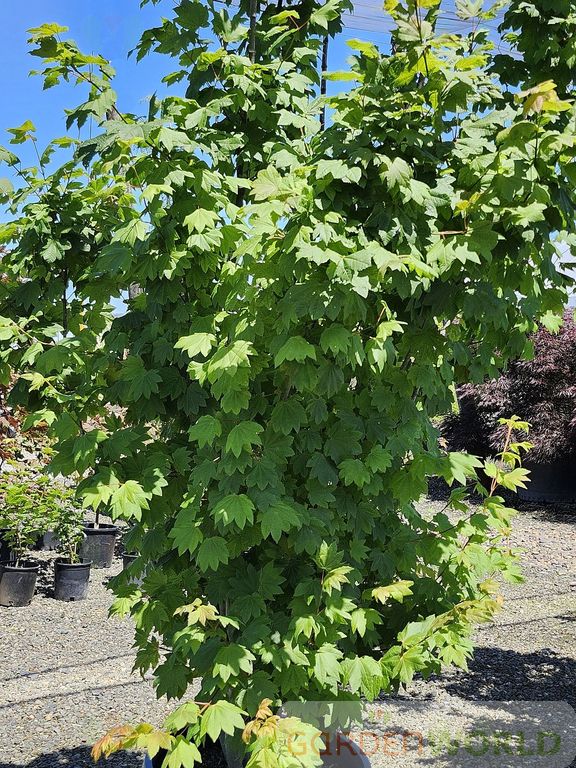 Acer circinatum