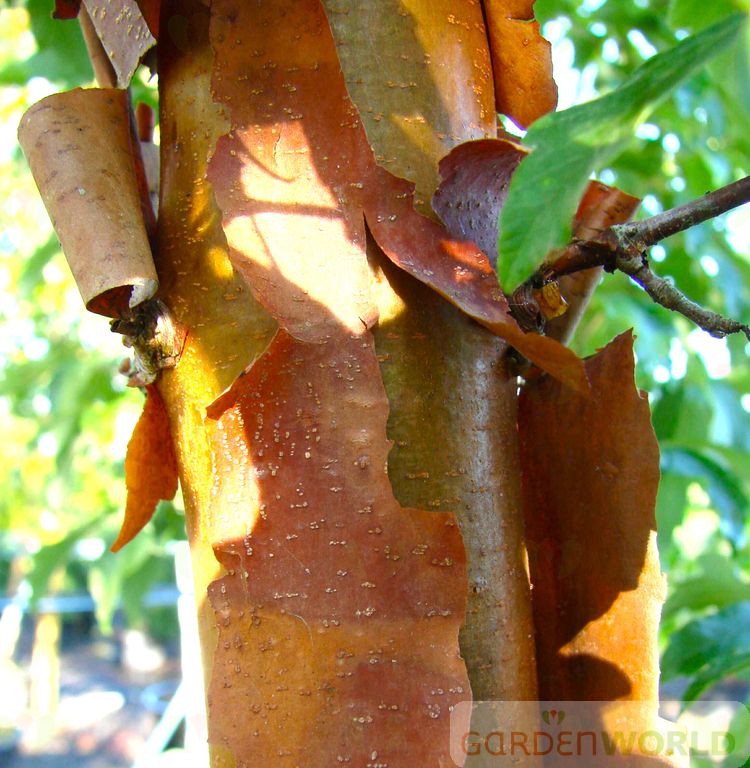 Acer griseum